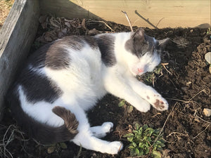 Jinxy in his Cat Nip Garden!